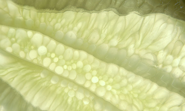 Close up of Lilac Stem Cell