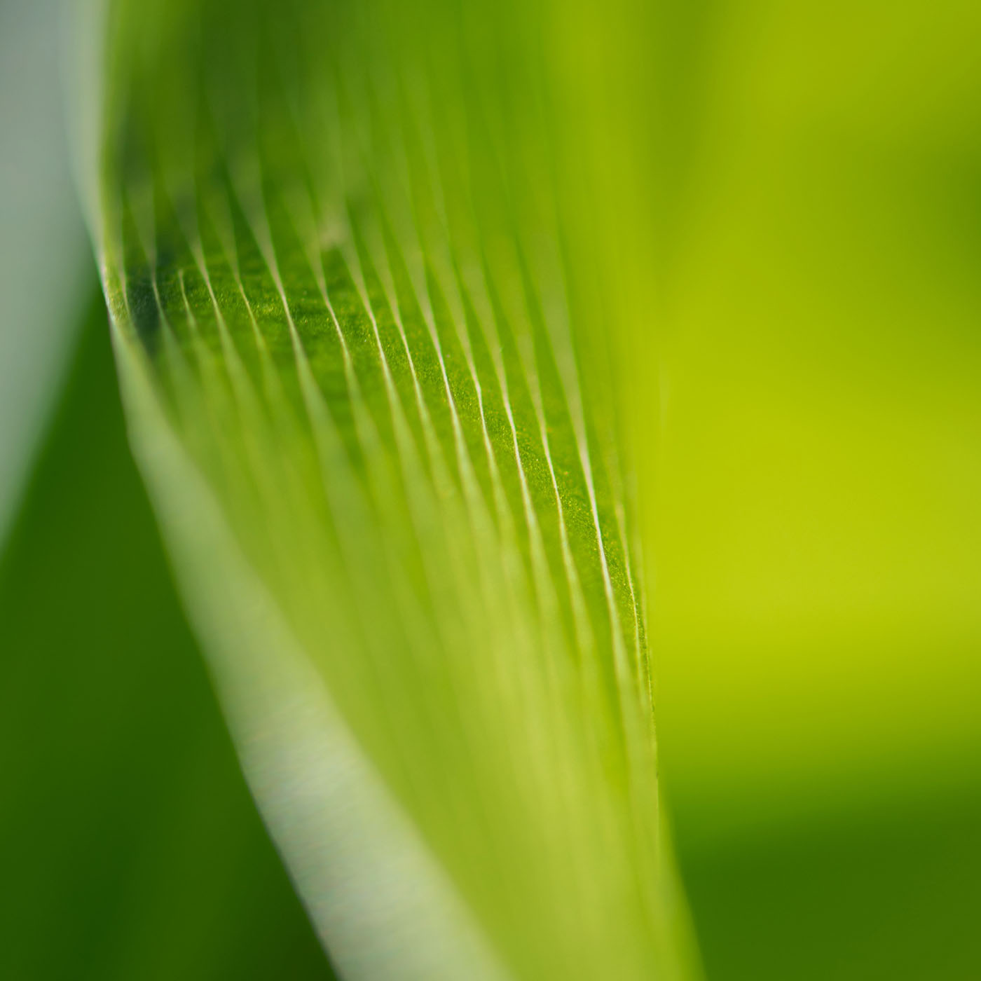 Olivia Quido Skincare Active Moisturizer Key Ingredients Antioxidant Botanical Blend (Organic)