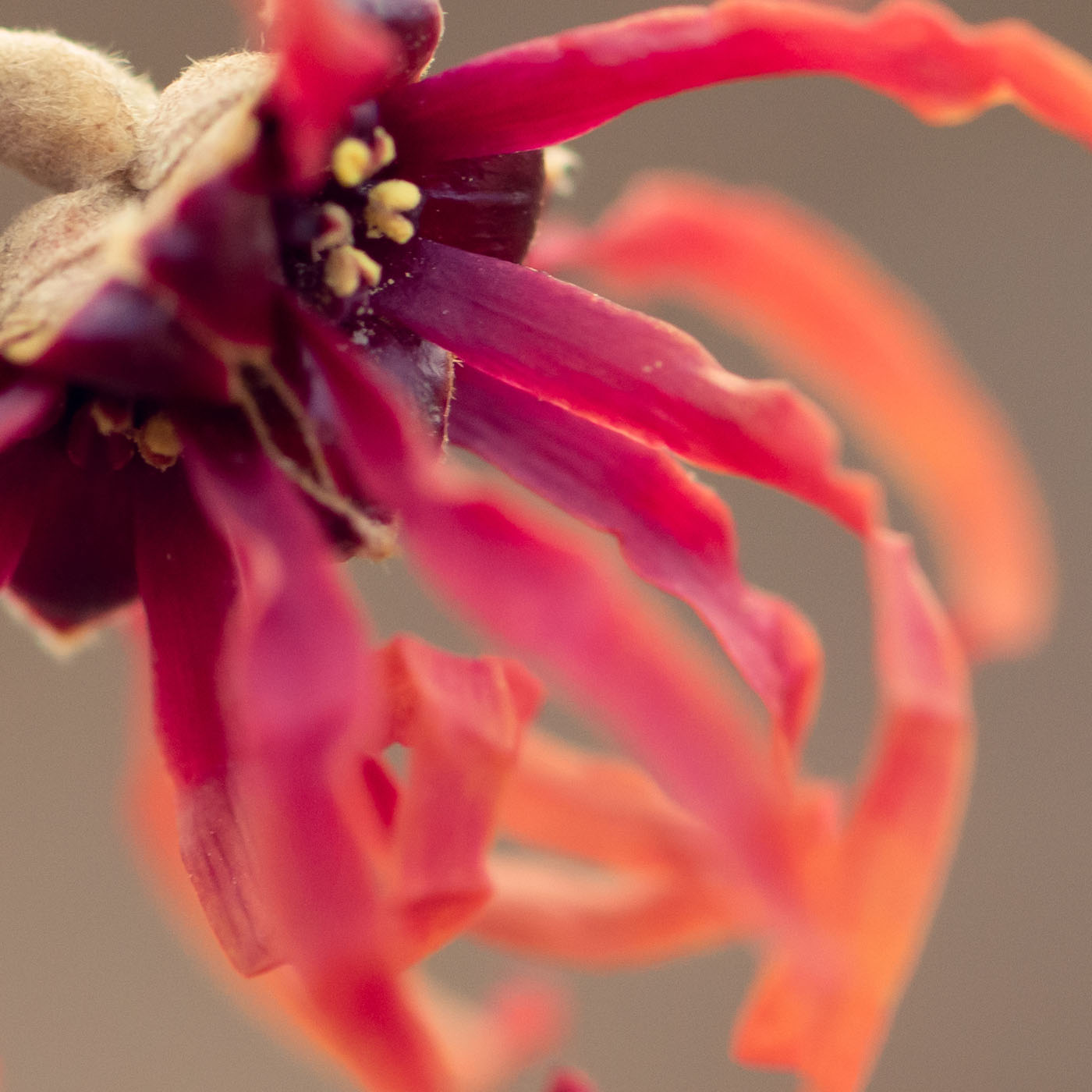 Olivia Quido Skincare Balancing Toner Key Ingredients Witch Hazel