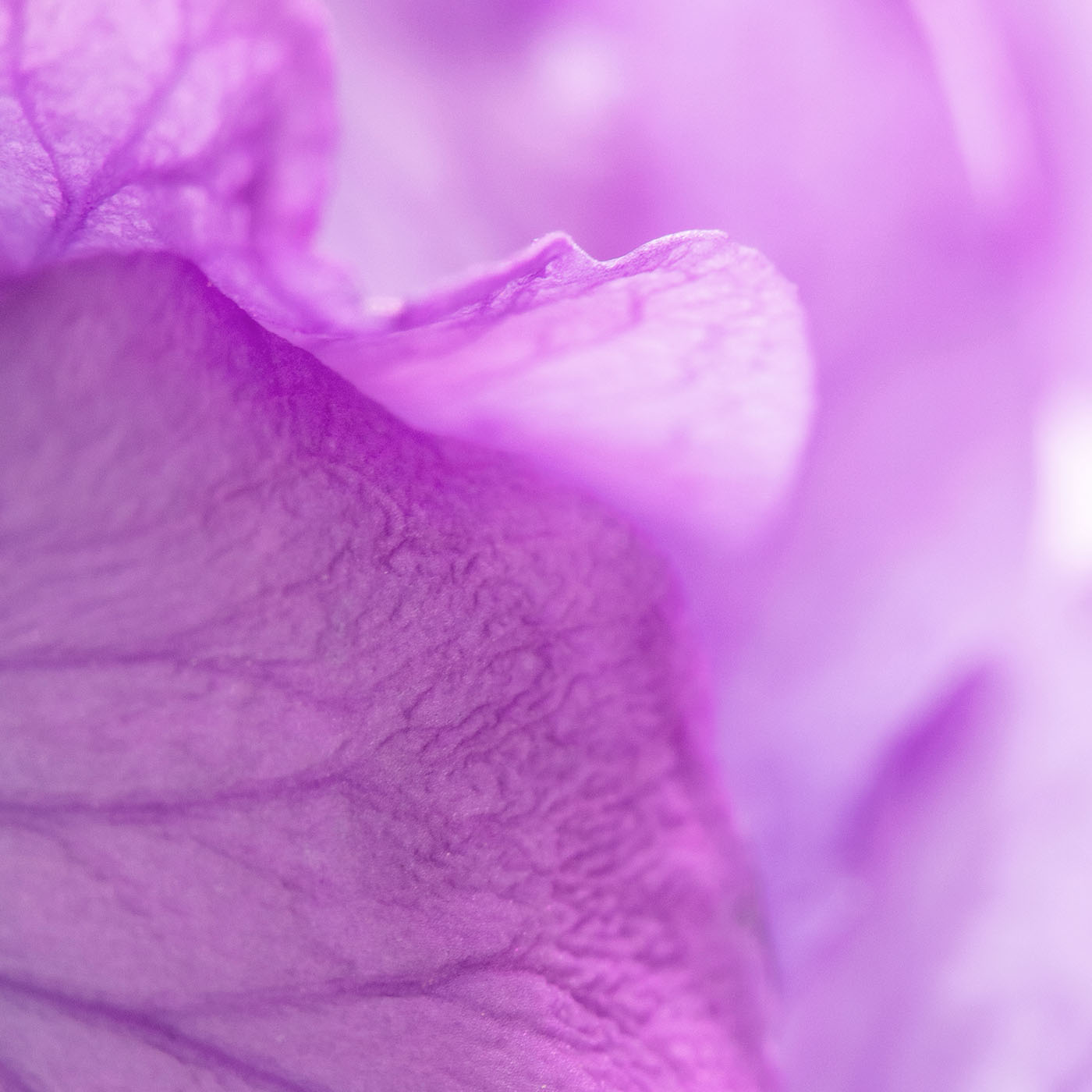 Olivia Quido Skincare Beauty Oil Key Ingredients Bakuchiol