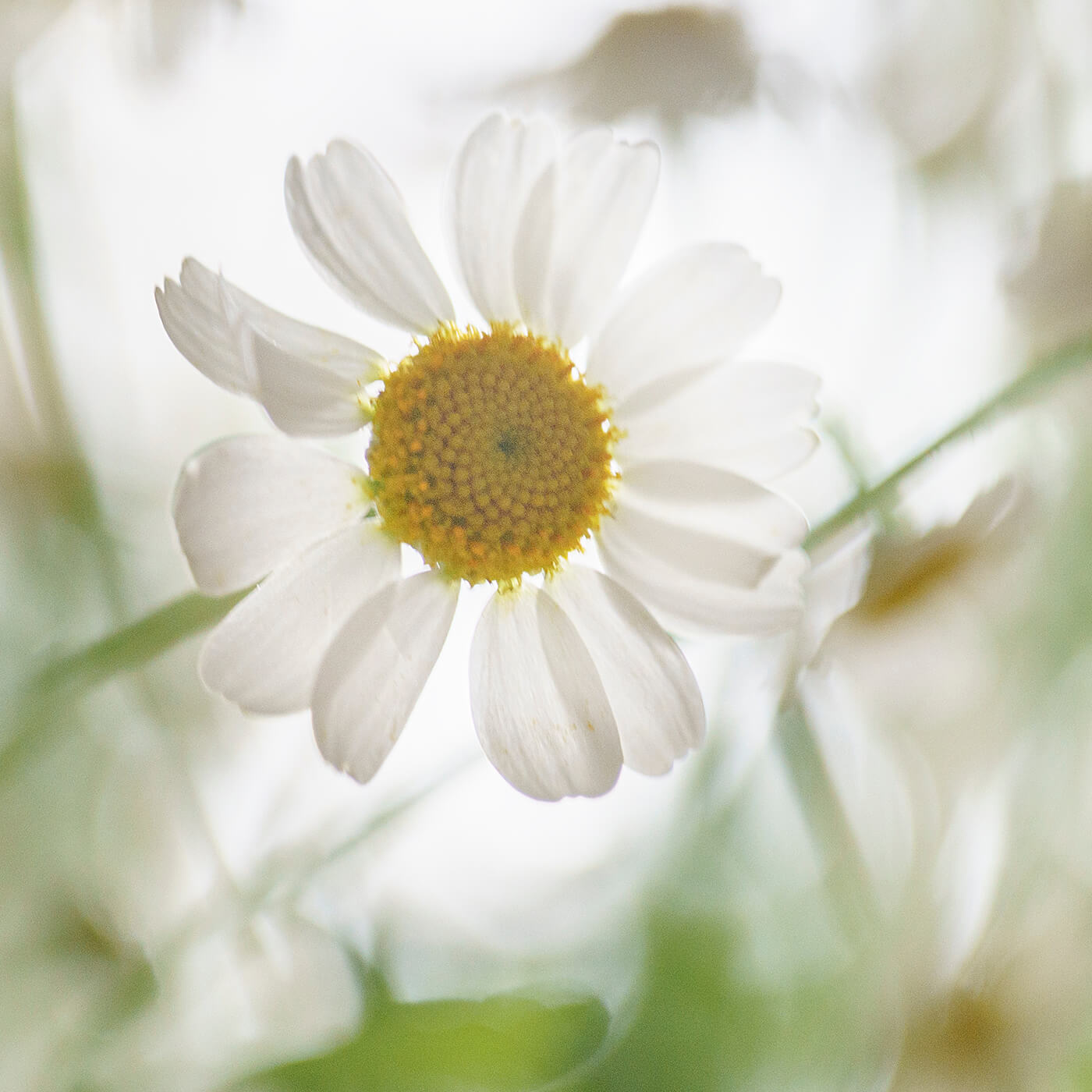 Olivia Quido Skincare, Cleansing Milk, Key Ingredient, Chamomile