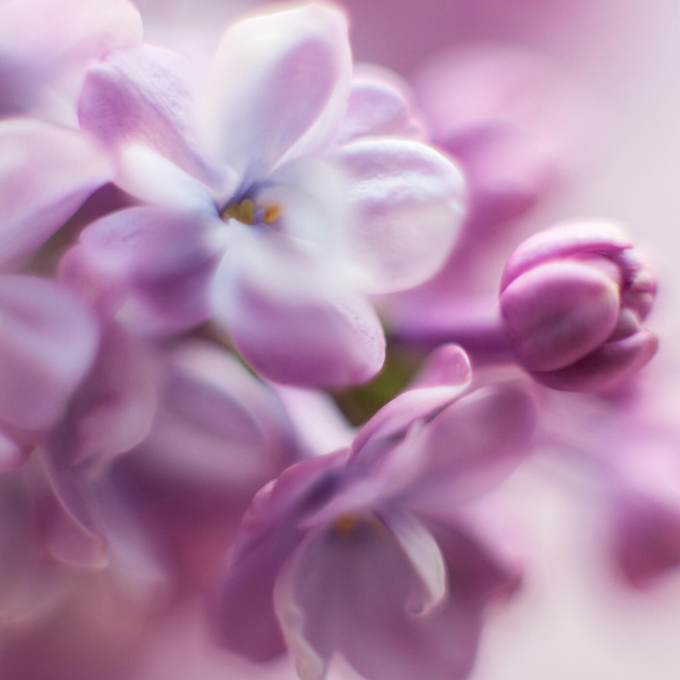 Olivia Quido Skincare, Cleansing Milk, Key Ingredient, Lilac Stem Cell