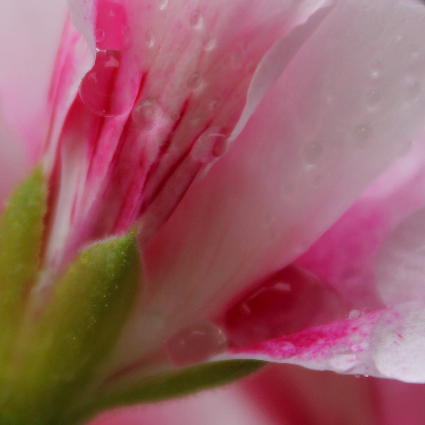 Olivia Quido Skincare, Cleansing Milk, Key Ingredient, Rose Geranium