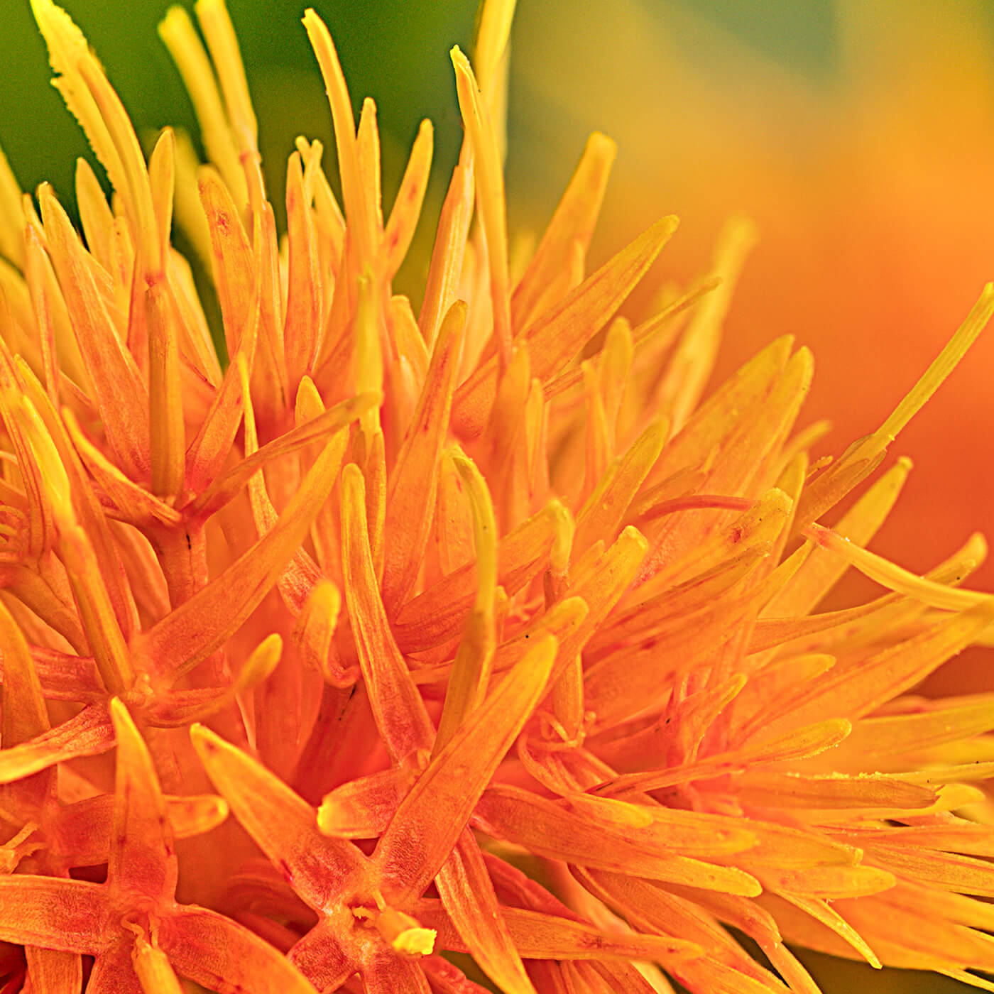 Olivia Quido Skincare, Cleansing Milk, Key Ingredient, Safflower Oleosomes