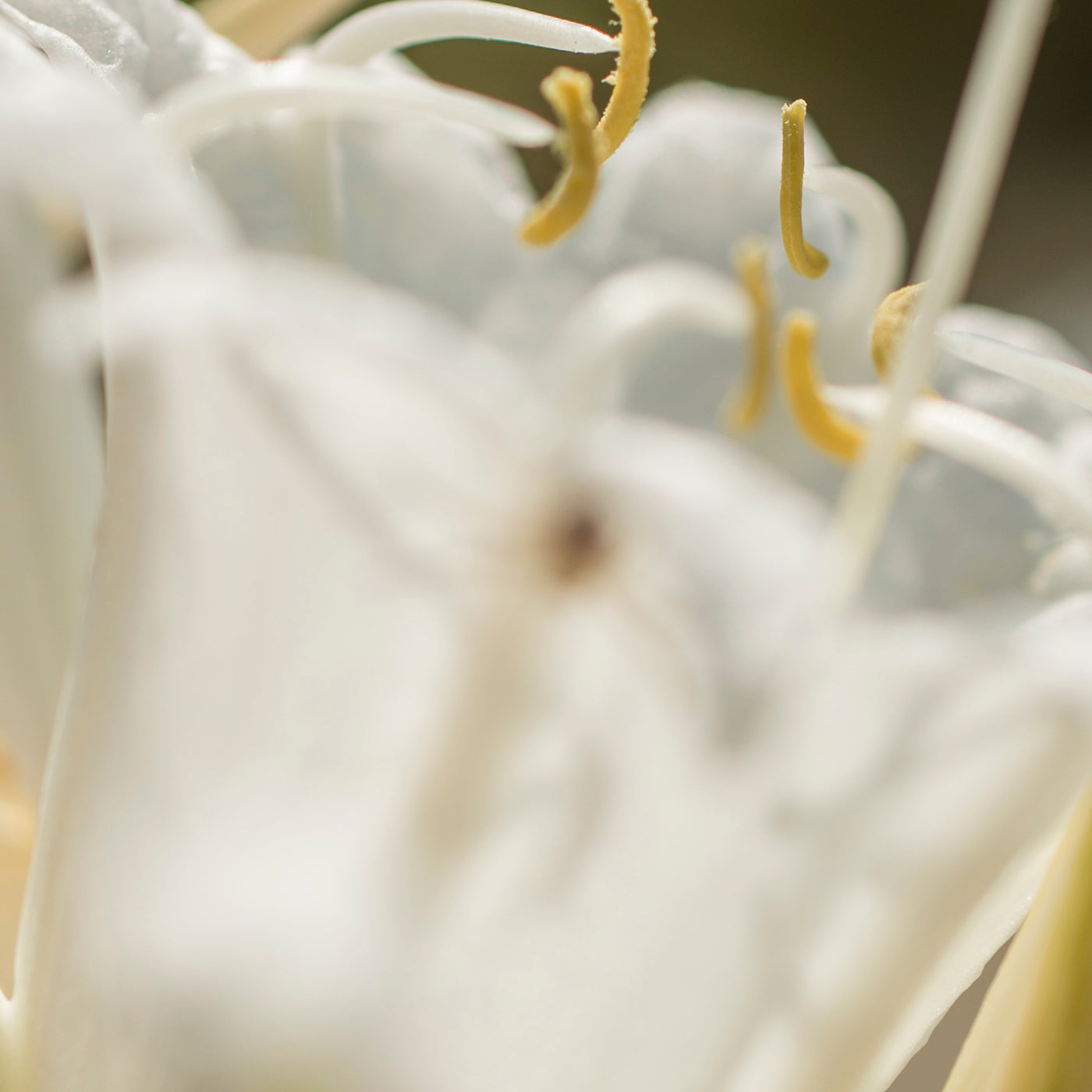 Olivia Quido Skincare, Cleansing Milk, Key Ingredient, Sea Daffodil