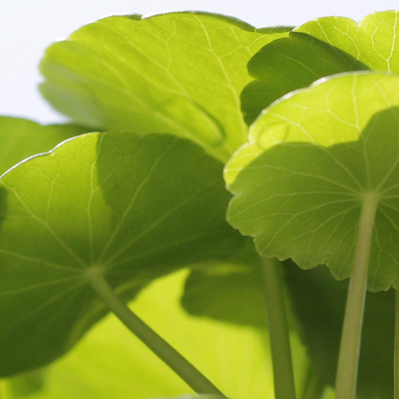 Olivia Quido Skincare Niacinamide Serum 10% Key Ingredients Cica Complex