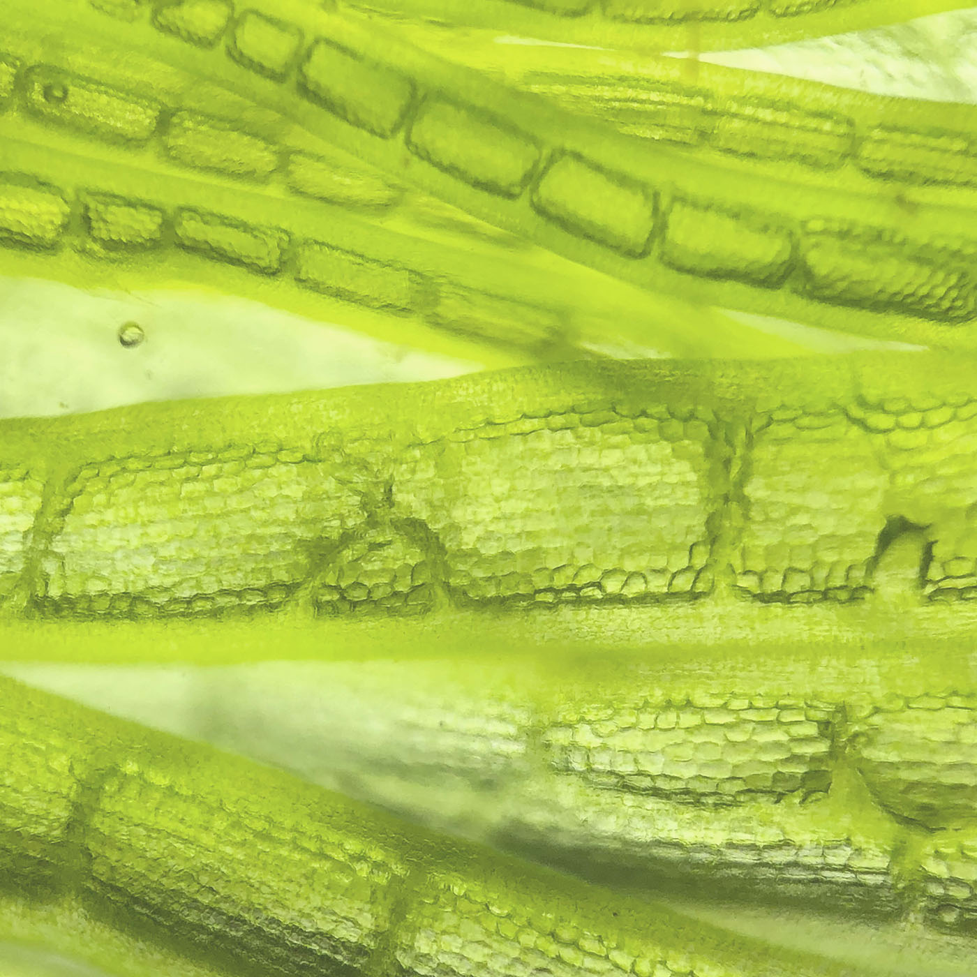 Olivia Quido Skincare Secret Glow Overnight Mask Key Ingredients Sea Fern Algae