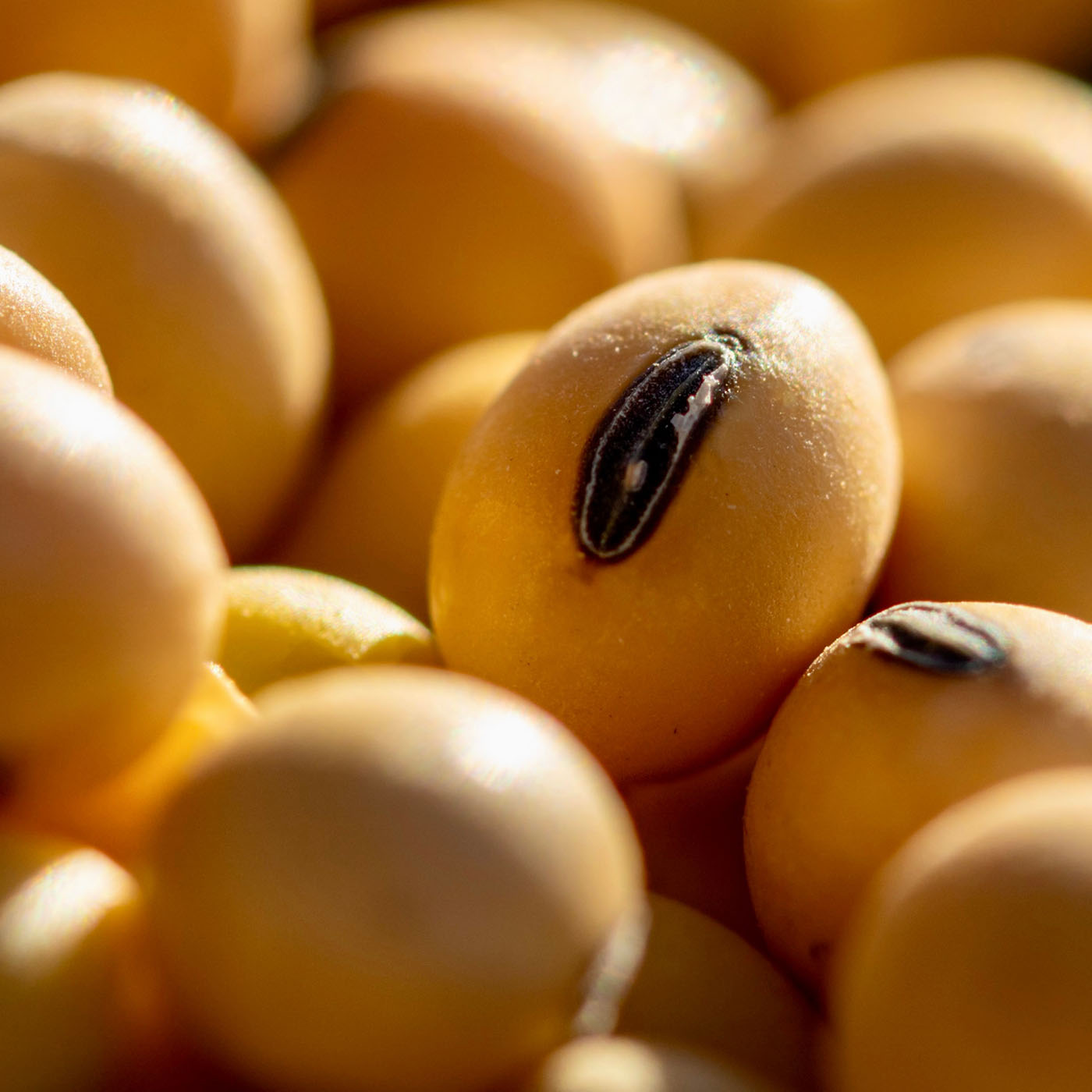 Olivia Quido Skincare Secret Gold Overnight Mask Key Ingredients Fermented Soybean Extract