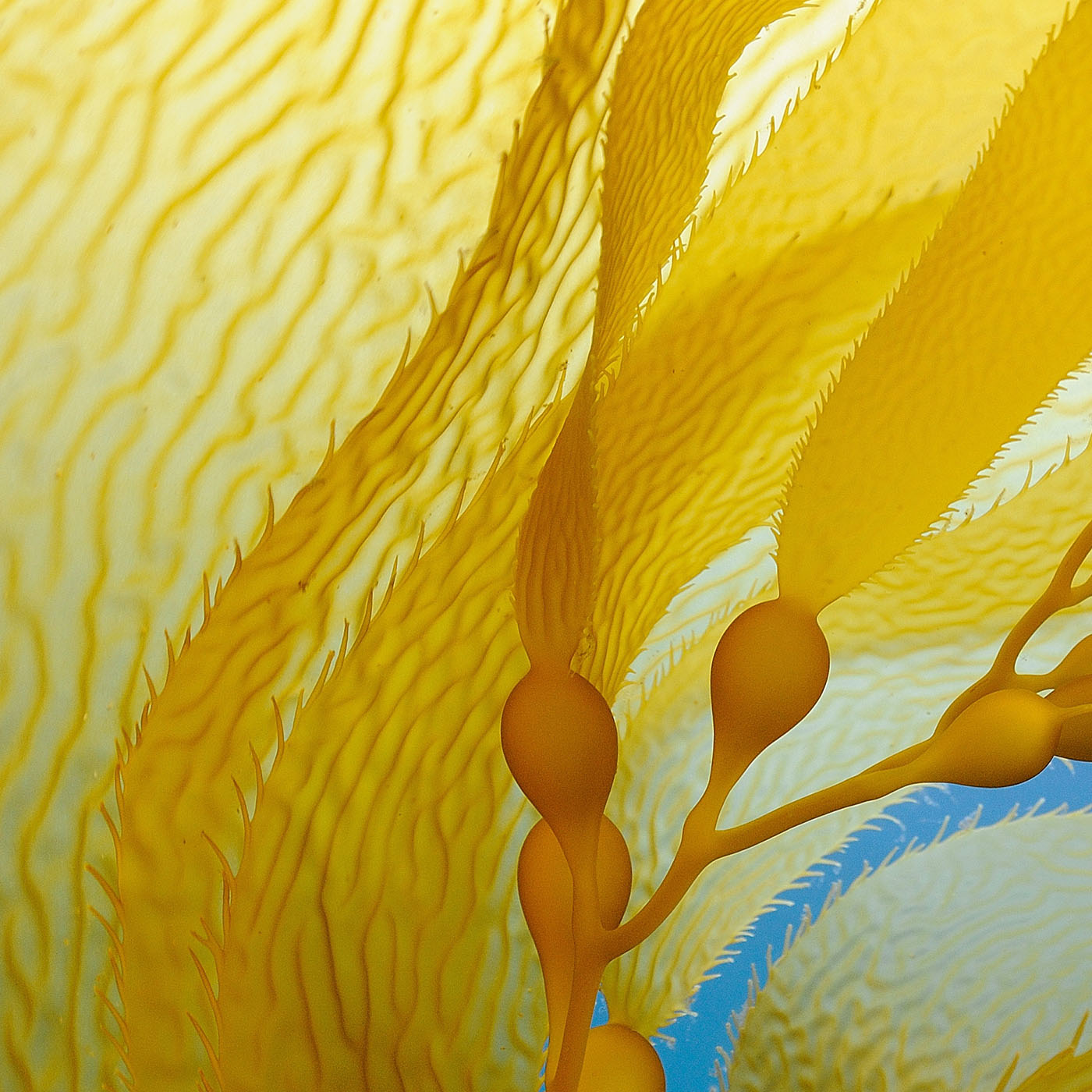 Olivia Quido Skincare Secret Gold Overnight Mask Key Ingredients Sea Kelp