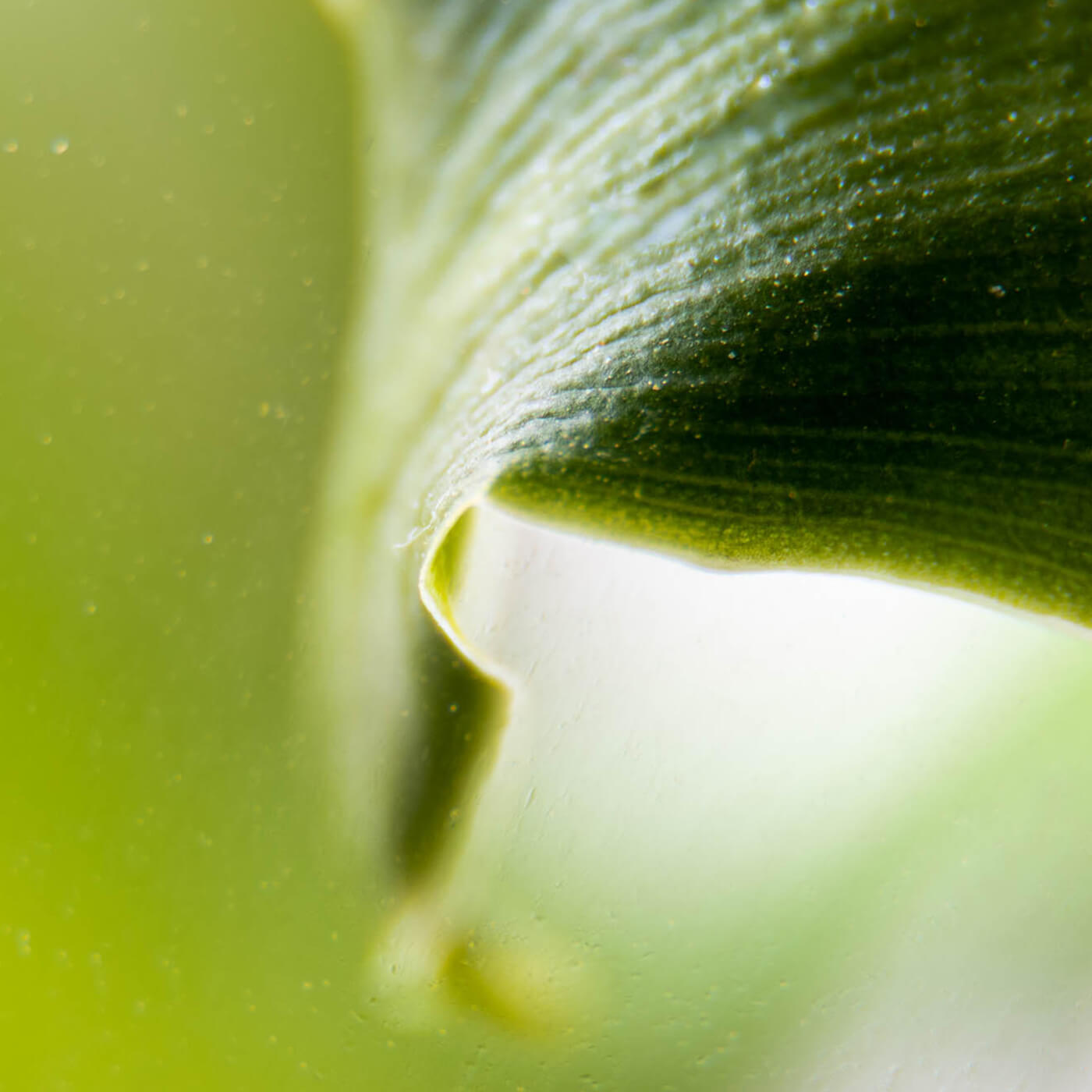 Olivia Quido Skincare Secret Pearl Key Ingredient Adenosine