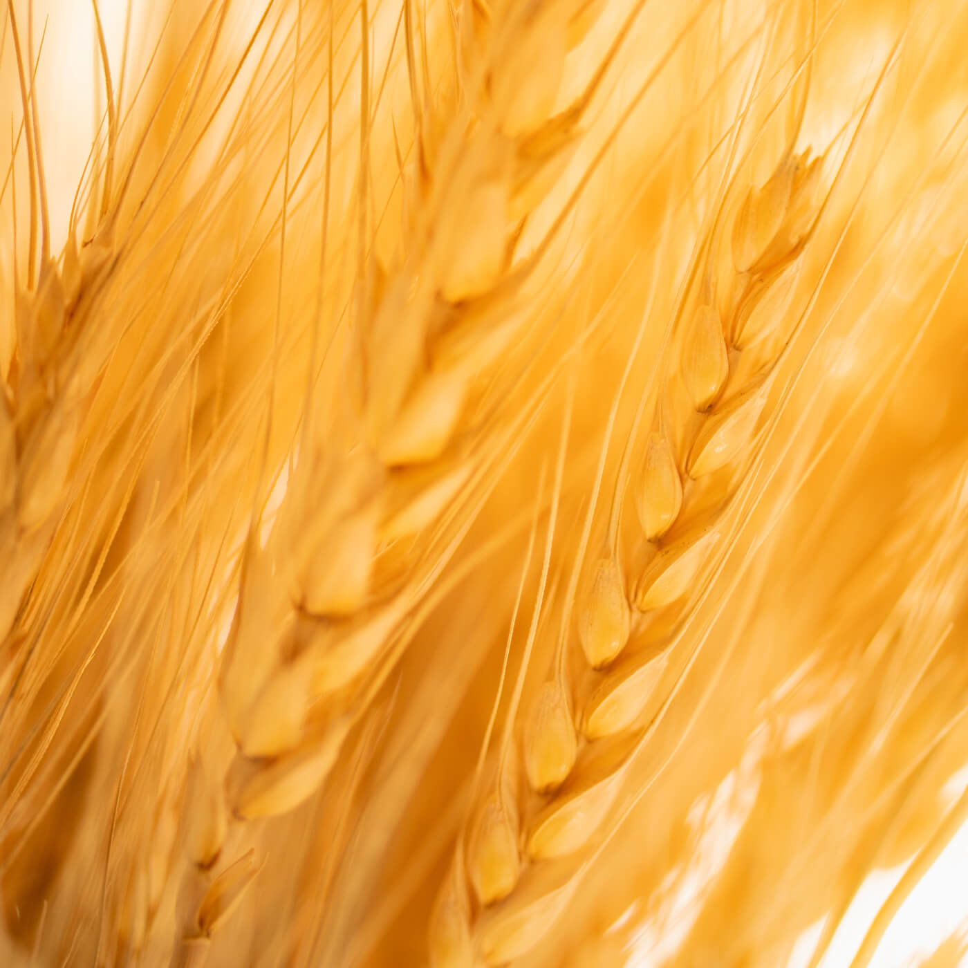 Olivia Quido Skincare Secret Radiance Night Brightening Cream, Barley Seed Extract Key Ingredient