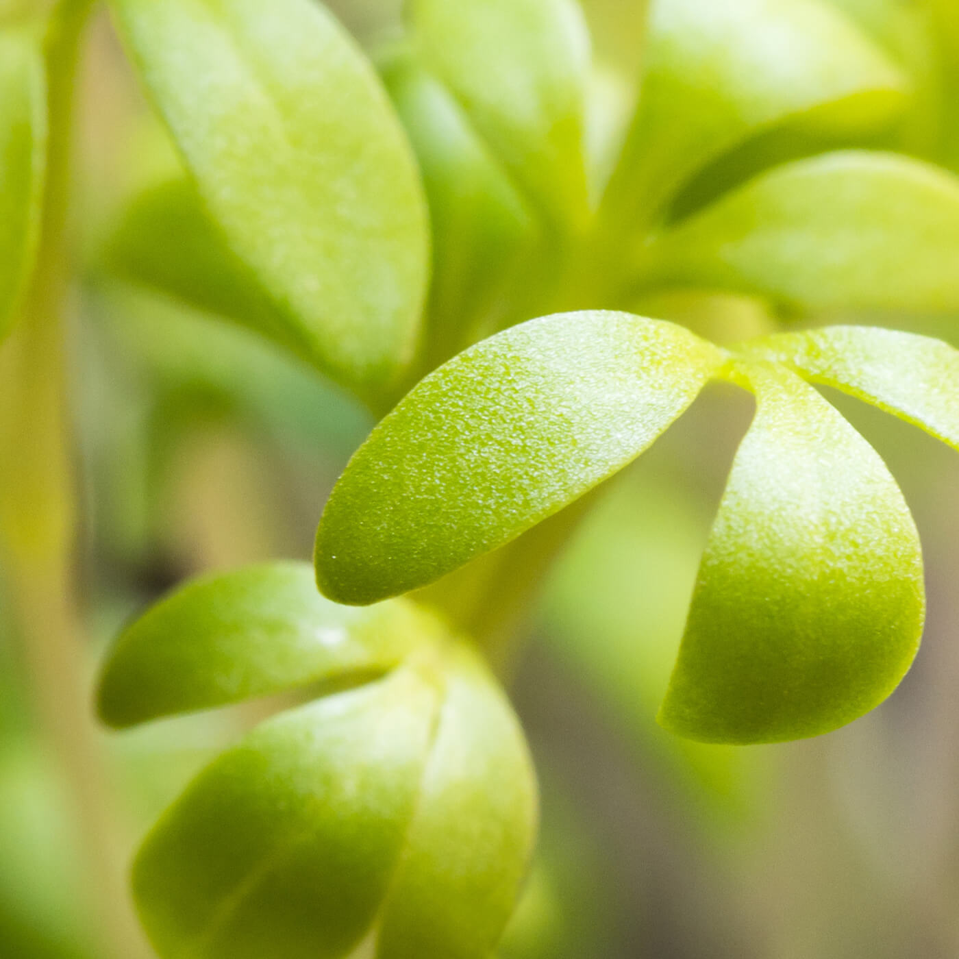 Olivia Quido Skincare Secret Radiance Night Brightening Cream, Garden Cress Sprout Extract Key Ingredient