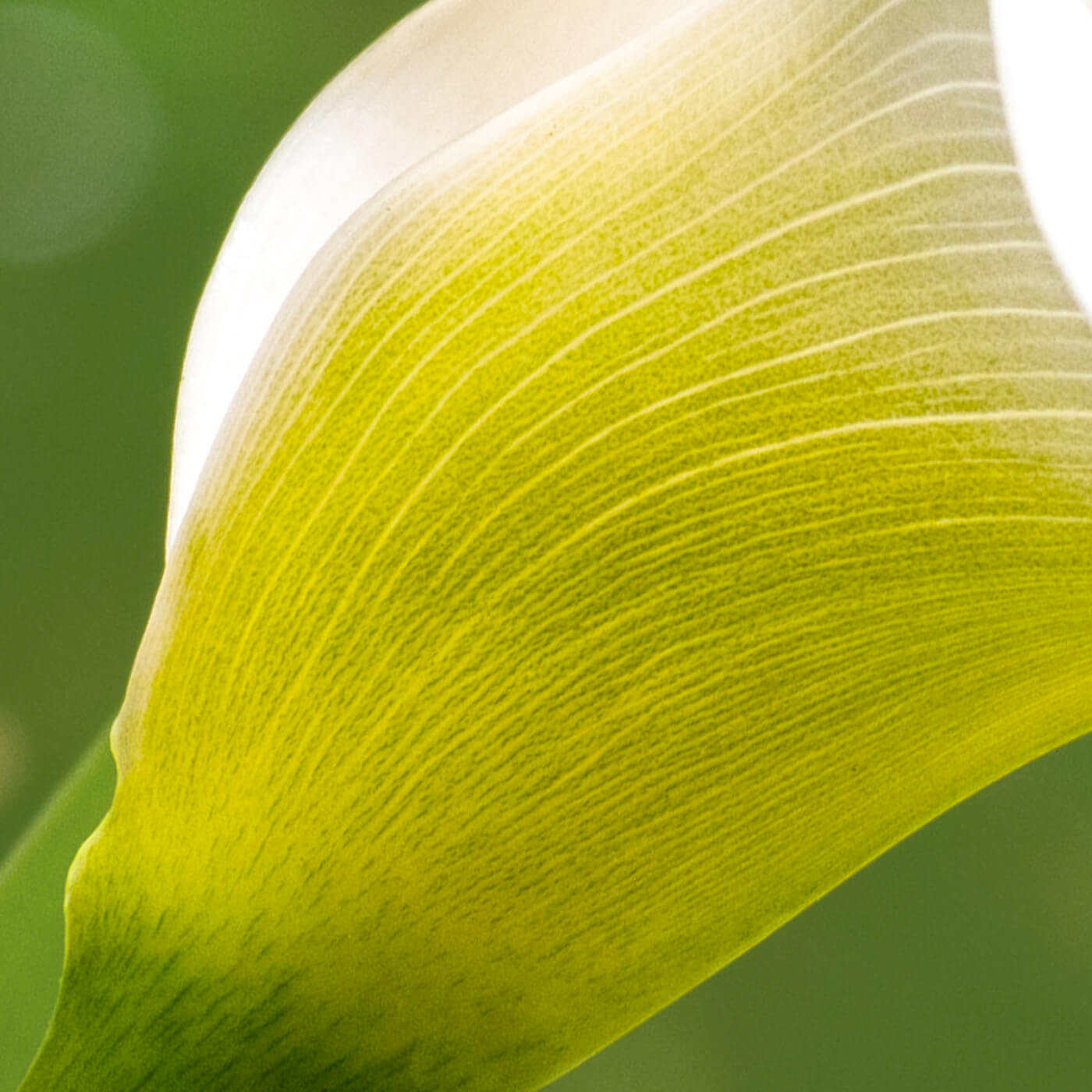 Olivia Quido Skincare Secret Radiance Night Brightening Cream, Madonna Lily Leaf Cell Extract Key Ingredient