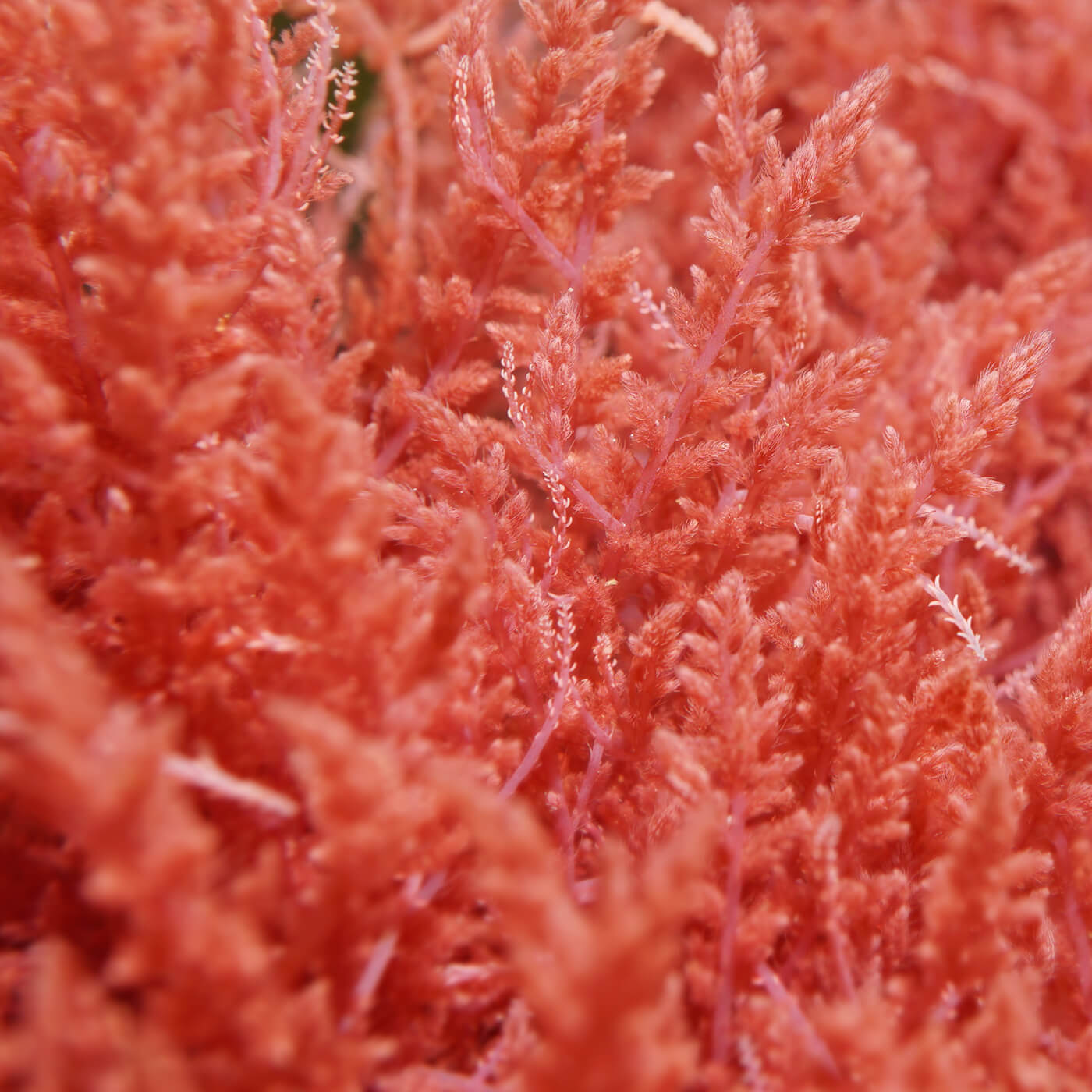 Olivia Quido Skincare Secret Radiance Night Brightening Cream, Red Algae Extract Key Ingredient