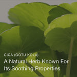 Olivia Quido Skincare Niacinamide Serum 10% Key Ingredients