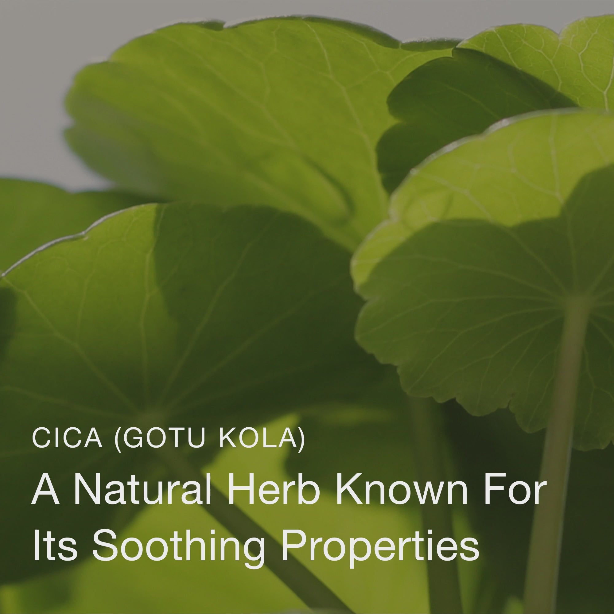 Olivia Quido Skincare Niacinamide Serum 10% Key Ingredients